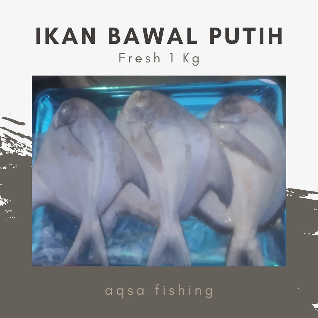 JUAL IKAN BAWAL PUTIH 1KG SEGAR ISI 3/4 EKOR