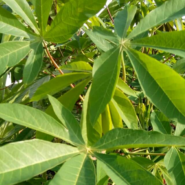 

DAUN SINGKONG Organic /pck(~250g)