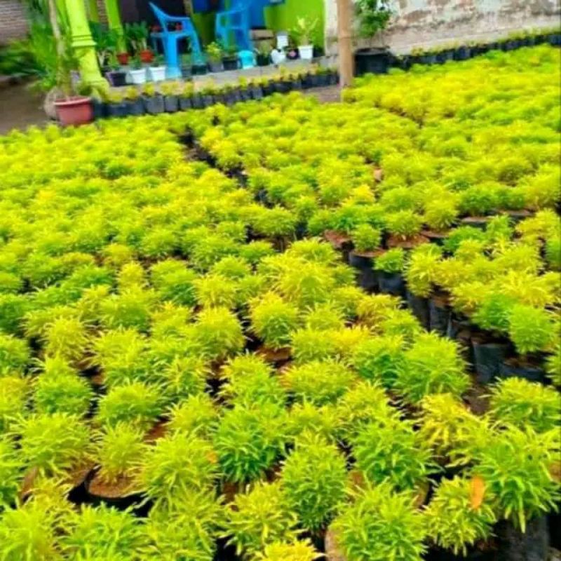 tanaman brokoli kuning - brokoli kuning murah