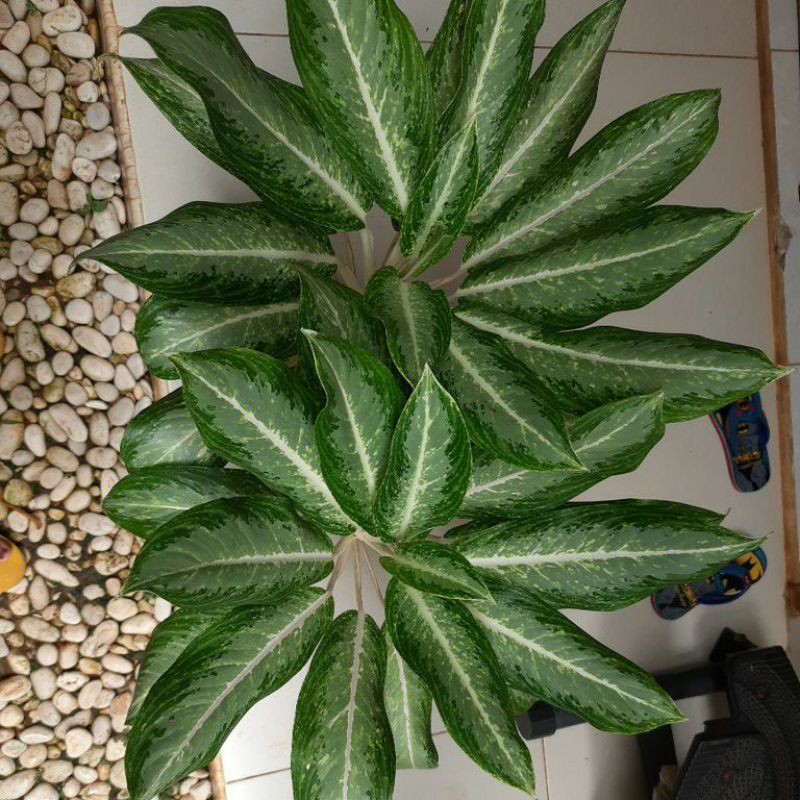 aglonema Diven Silver Dewasa Rimbun