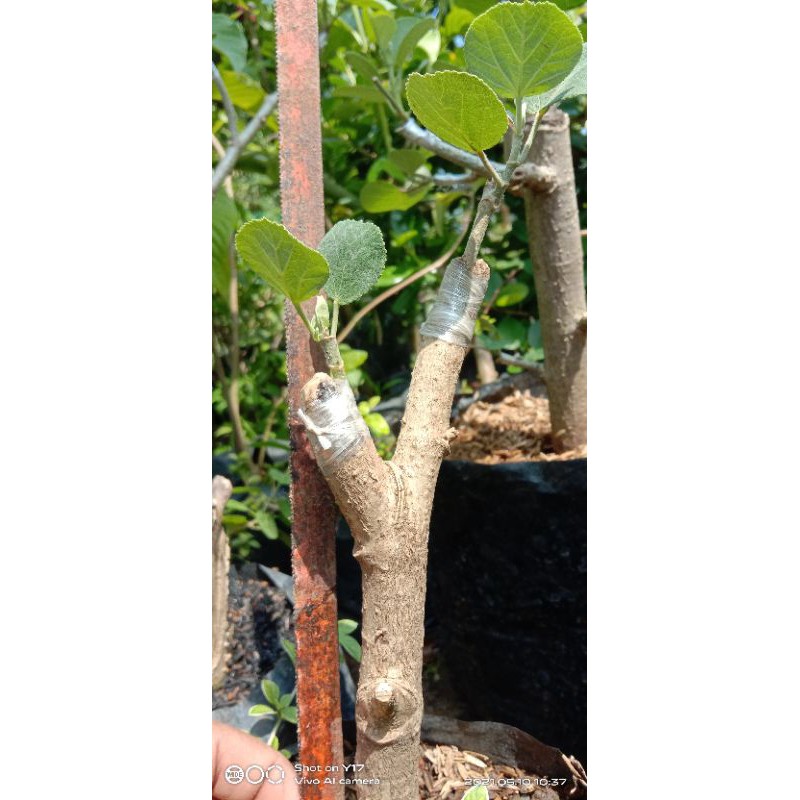 waru Jepang sambung waru India size M