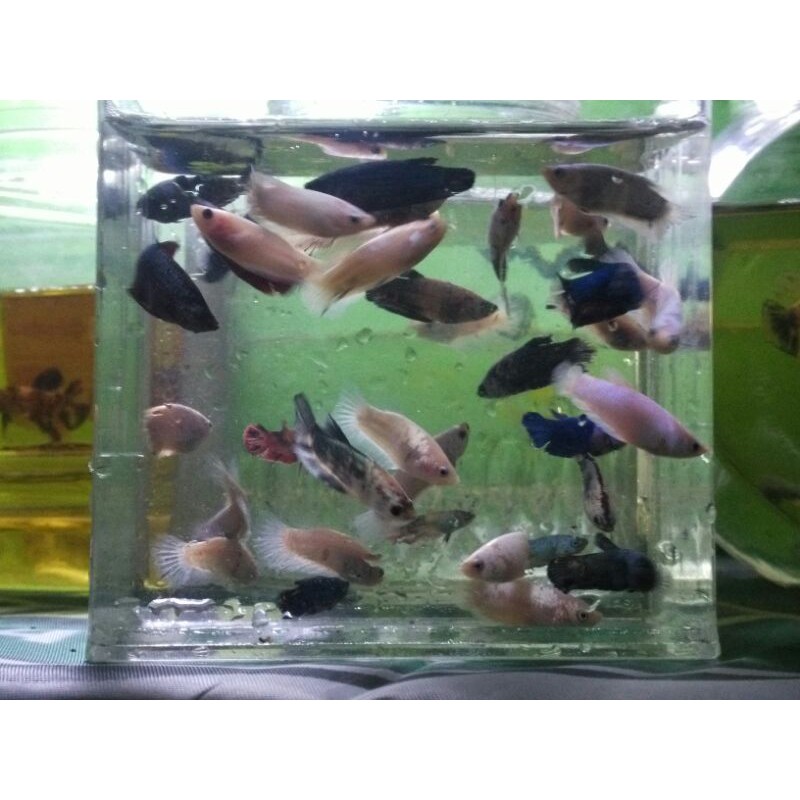 ikan cupang nemo
