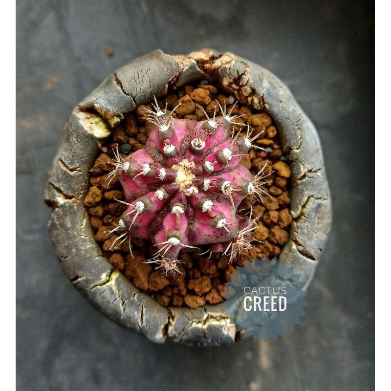 Kaktus cactus Gymno miha Gymnocalycium mihanovichii T-Lux