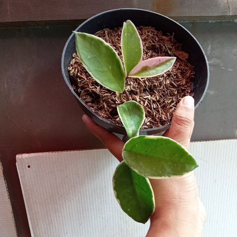 hoya varigata