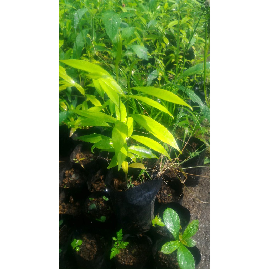 Pohon Gaharu Malacensis 5 Pohon