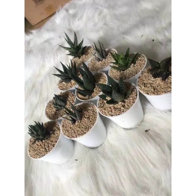 kaktus mini // sukulen // kaktus souvenir Termurah