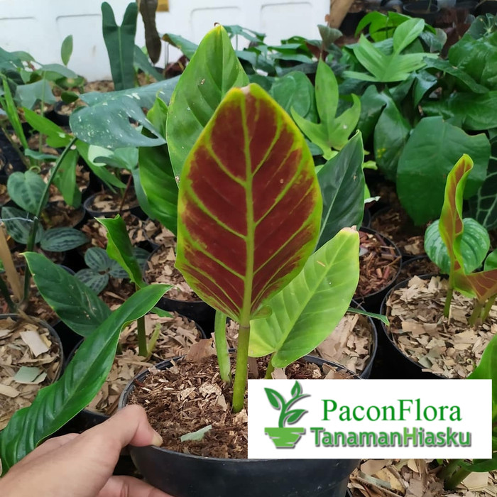 PHILODENDRON SUBHASTATUM | TANAMAN PHILODENDROON SUBHASTATUM