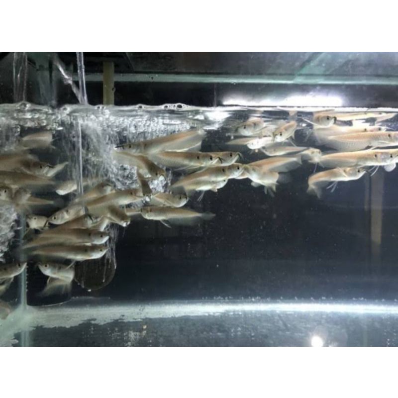 arwana silver ukuran 8-10cm (paket 4ekor)