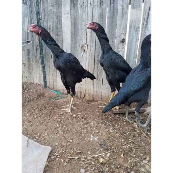 Shamo jantan eropa/usa/jepang 5 bulan