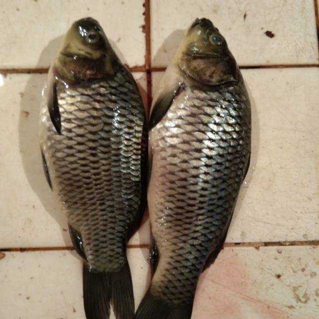 

IKAN MAS HIDUP TAWAR SEGAR ( dibersihkan)