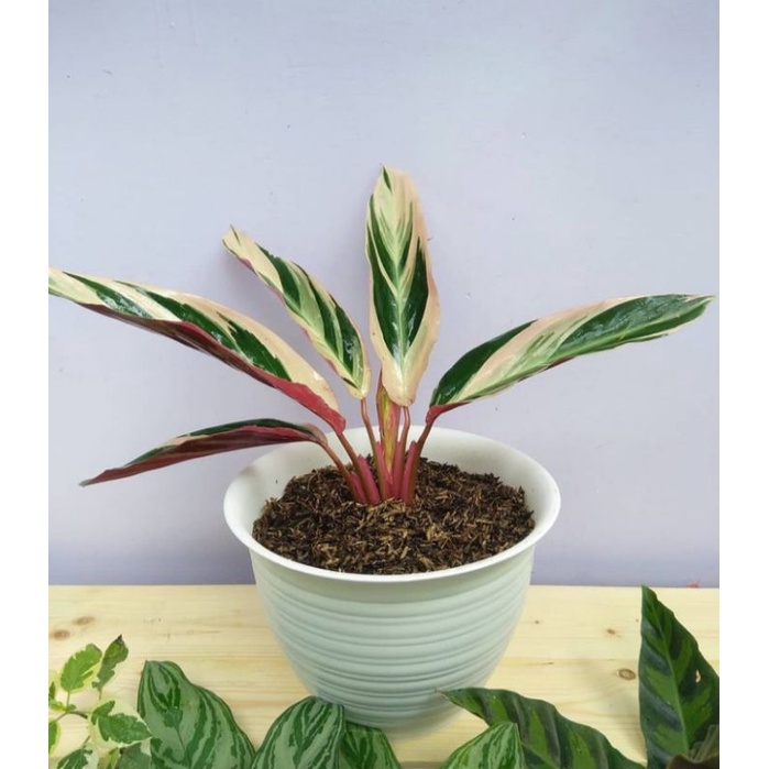 Calathea Multicolor