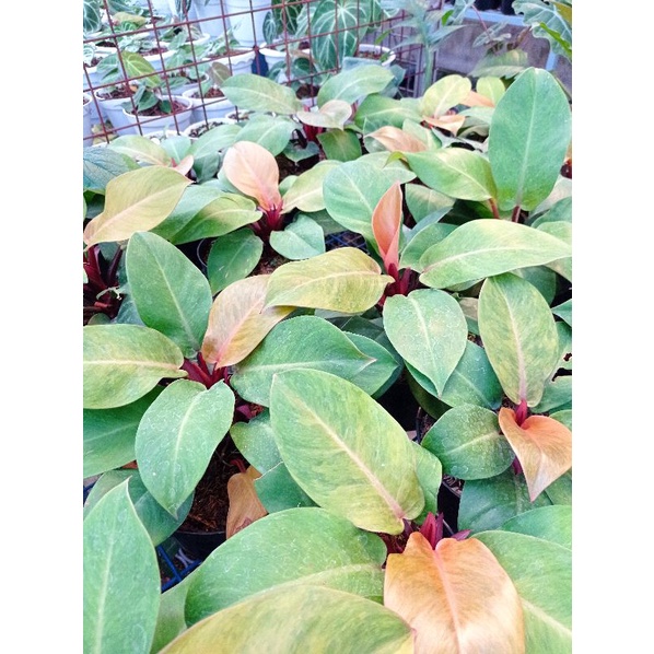 TANAMAN HIAS PHILODENDRON PRINCE OF ORANGE