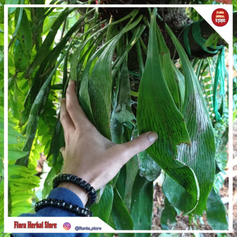 Kadaka dasi I tnaman hias kadaka dasi kadaka dasi dengan media tanam hiasan gantung hiasan tempel hi