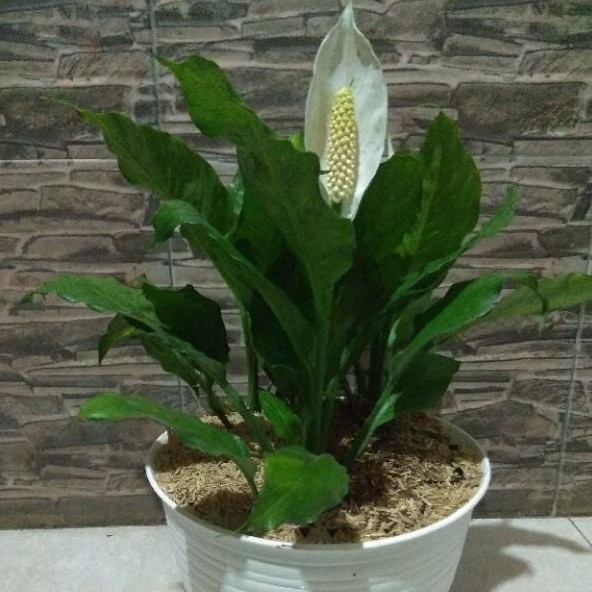 tanaman hias sepatu filum/bunga sepatu filum