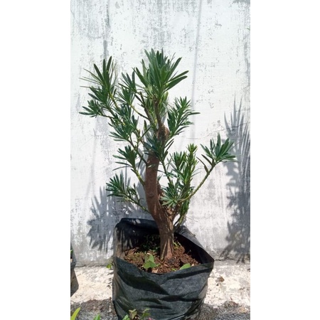 Bonggol Lohansung Lidah Burung/ Lohansung Lidah Burung Size Medium