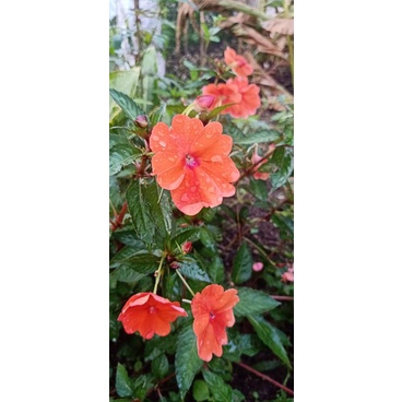 Impatiens Walleriana Orange Bunga Tumpuk Bunga gantung bunga tanah pacar air populer imfatiens indoo