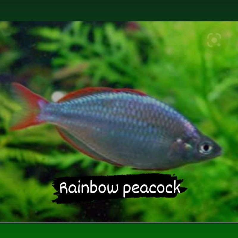 Ikan HIAS RAINBOW PEACOCK
