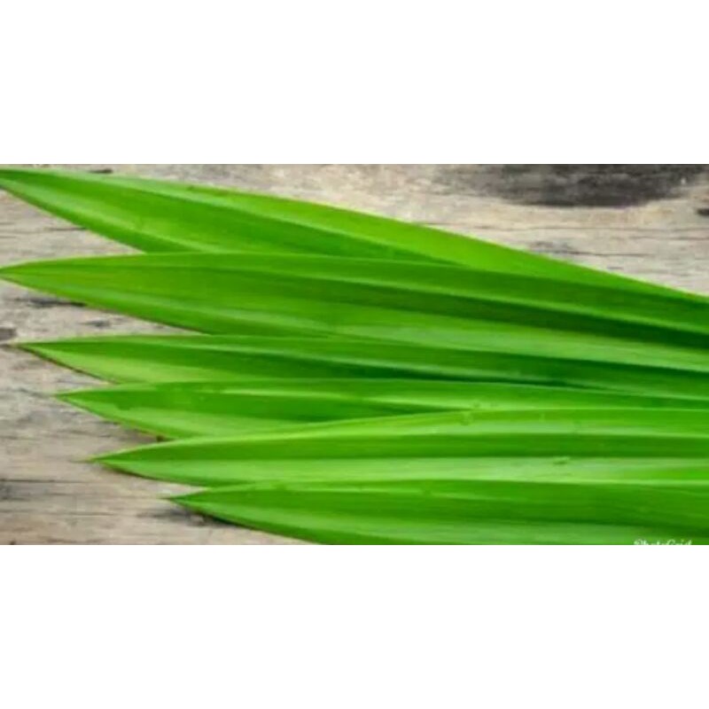 

Daun pandan wangi
