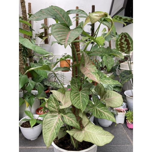 Syngonium Podophyllum / Syngonium Pink Flecked