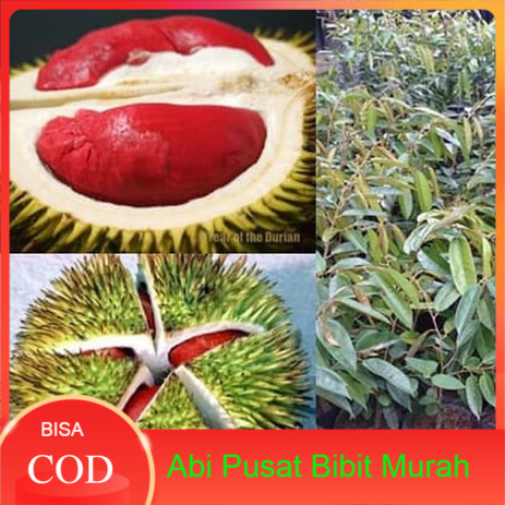 bibit durian merah banyuwangi