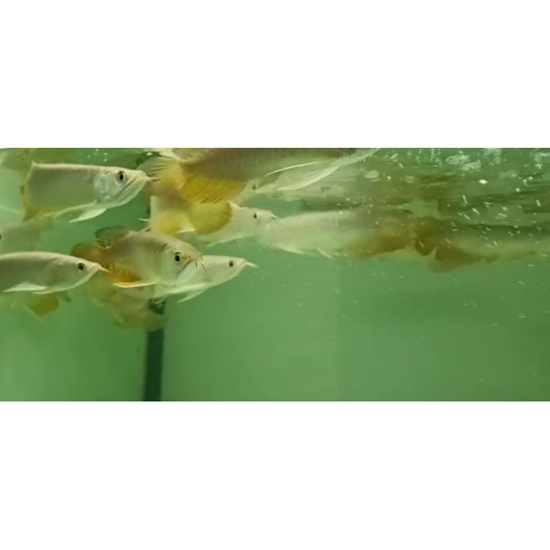 Arwana / Arowana Golden Red HB 20 cm