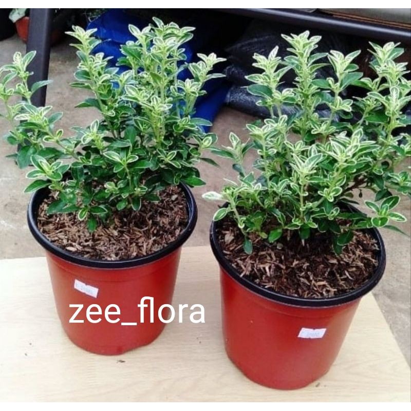 mirten variegata / mirten variegata bahan bonsai / bibit bonsai mame mirten