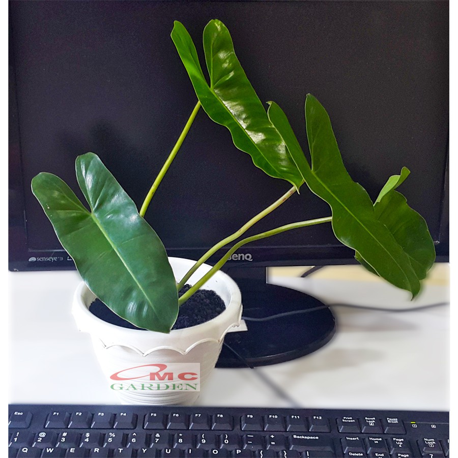 Philodendron Philo Brekele Burle Marx Tanaman Hias PBR-001