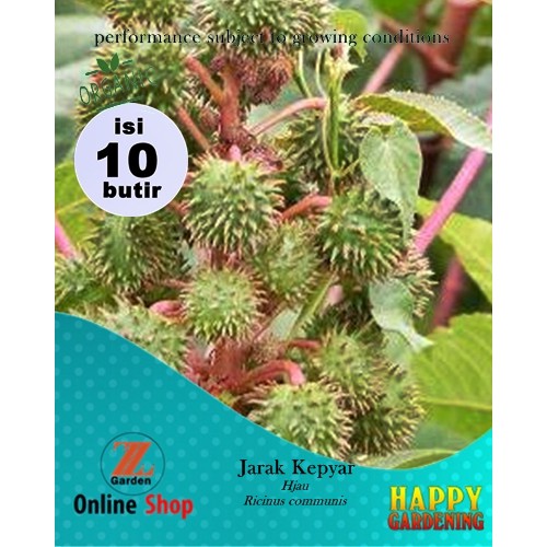 Jual 10butir Bibit Biji Benih Tanaman Jarak Kepyar Hijau Ricinus