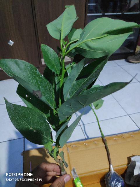 Jual Bibit Alpukat Wina