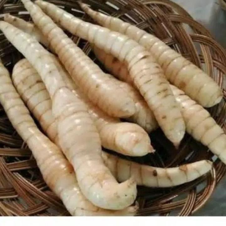 

BISA COD Pati Asam Lambung / Irut /Arrowroot / Garut / Angkrik 2 x 500gram