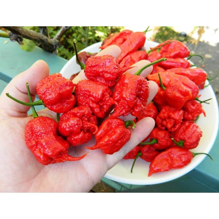 Jual Bibit Benih Biji Cabe Carolina Reaper Hot Pepper Biji Tanaman Pohon Cabe Carolina Reaper