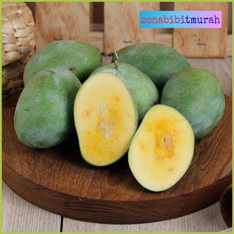 BIBIT MANGGA MANALAGI.OKULASI CEPAT BERBUAH