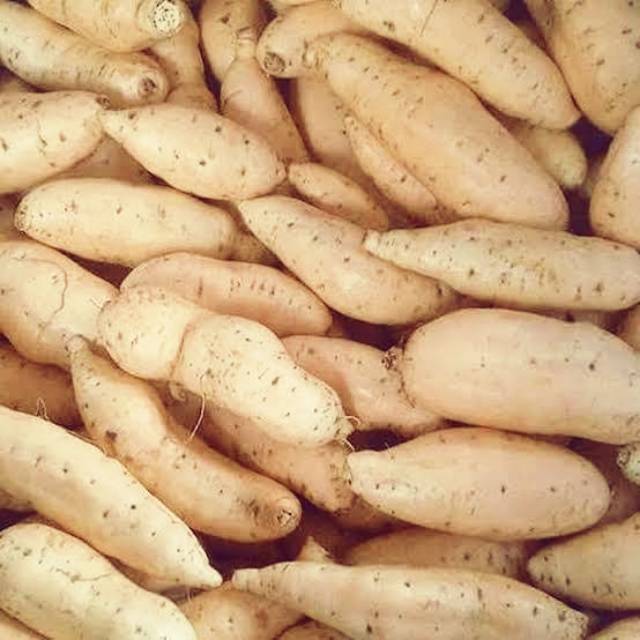 Ubi Madu Cilembu "Bakpo Telo" kiloan (mentah)