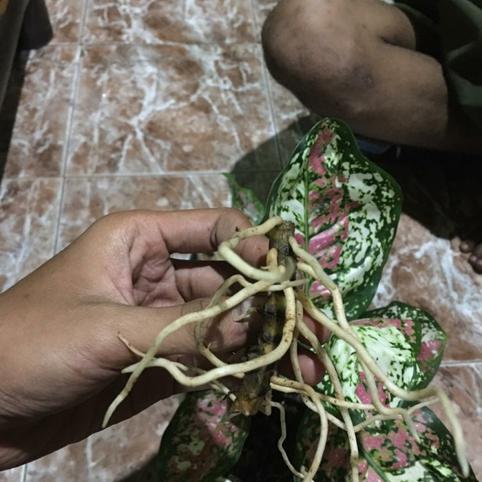 TERMURAH Bonggol aglonema three colour-tanaman hias _Pusat_Benih_Store18 __