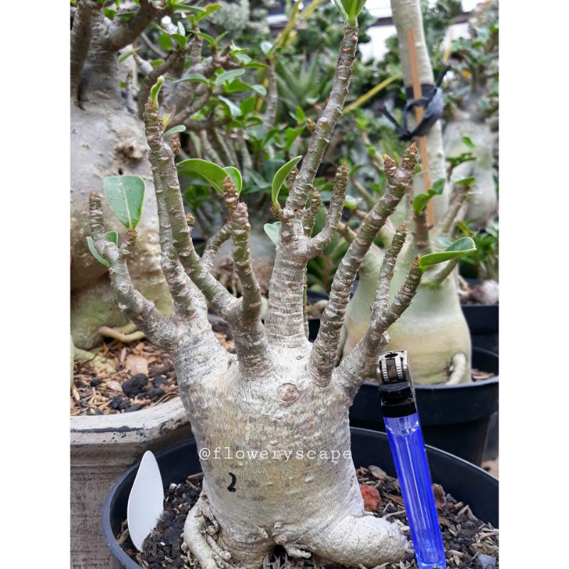Adenium thaisoco hybrid