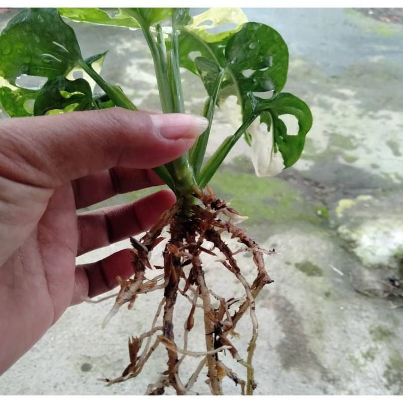 Batang bonggol monstera adansonii variegata janda bolong varigata murah
