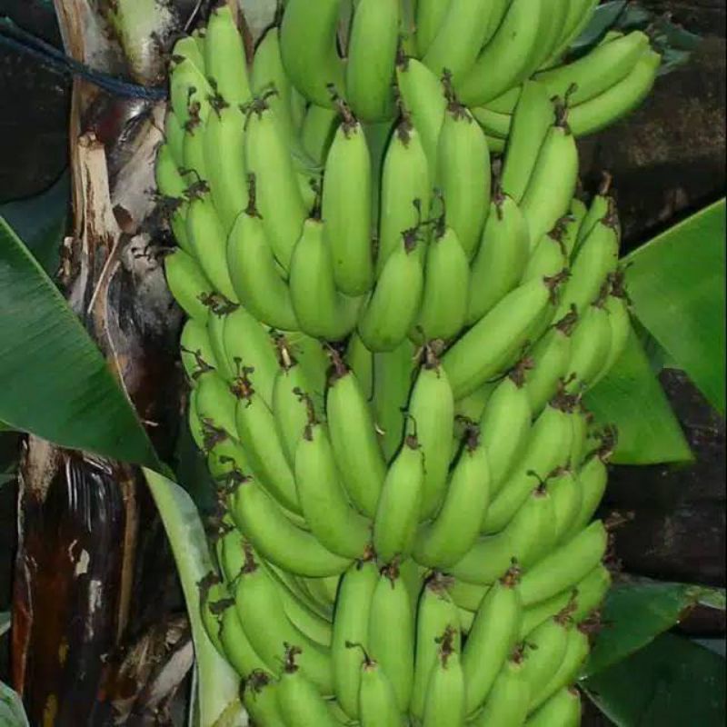 bibit pisang morosebo