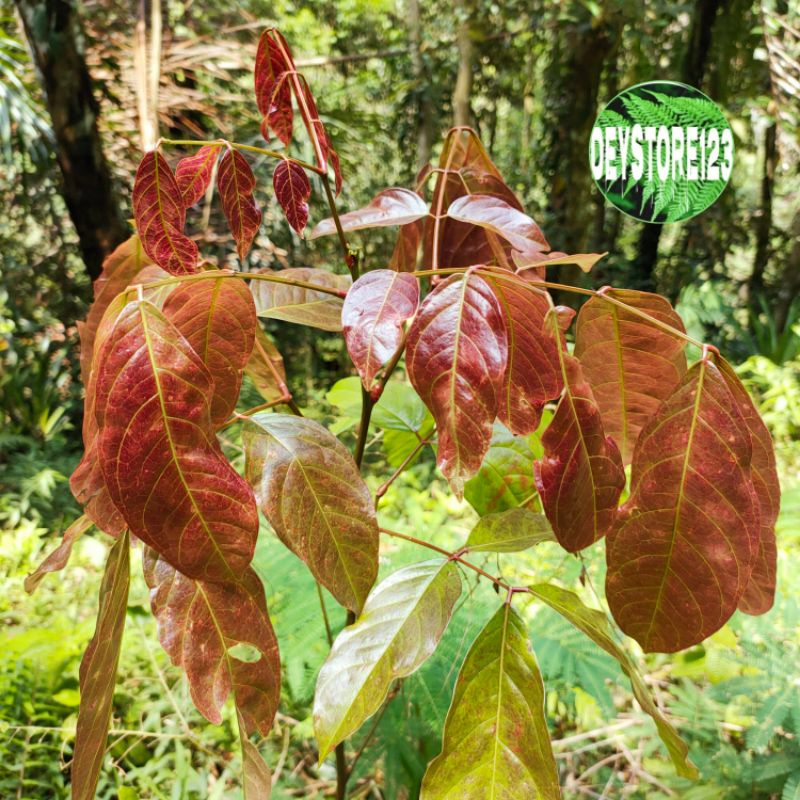 

jual daun jengkol segar paket 500 gram