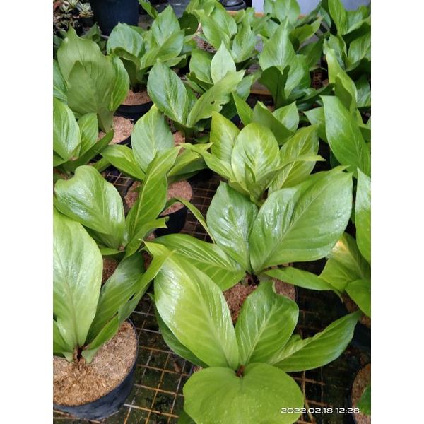 jemani kobra kataloq