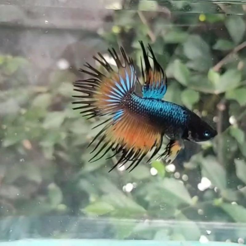 Ikan Cupang Crowntail Emerald Mustard Gas