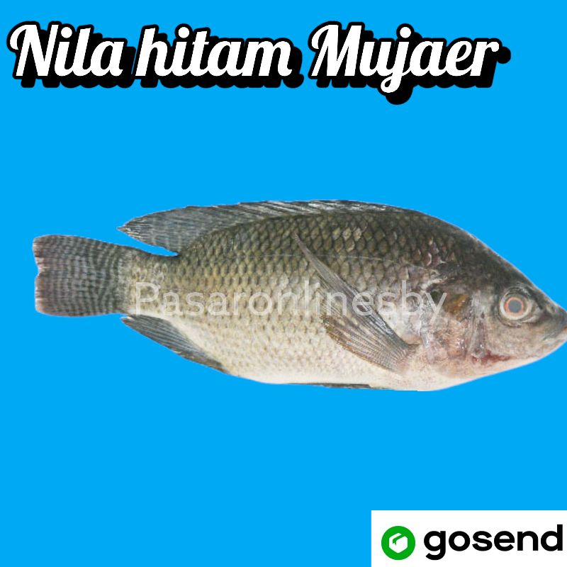 

PASAR GUBENG - Ikan Mujaer / Nila Segar