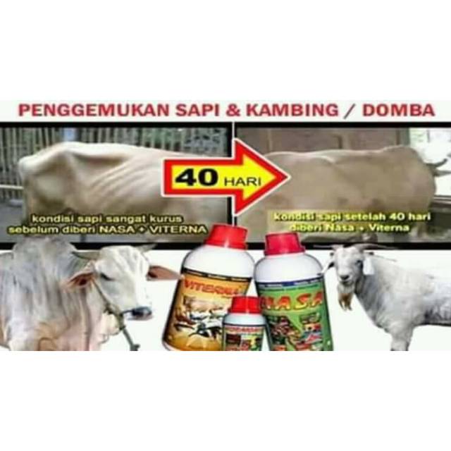 Cara Penggemukan Sapi Dalam Waktu 40 Hari Tentang Kolam Kandang