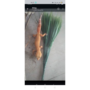 mainan Gecko SHTCTB dan HG