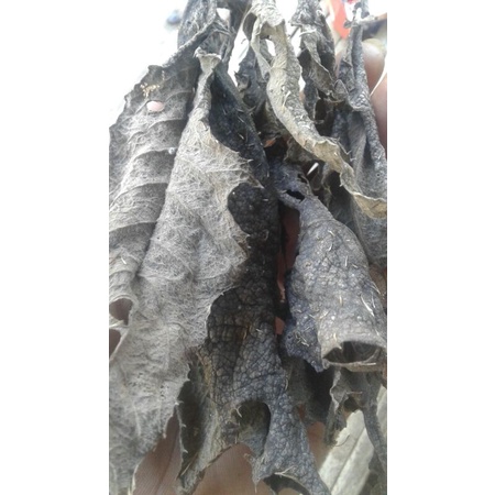 

daun herbal daun sembung keeing per 50 gram