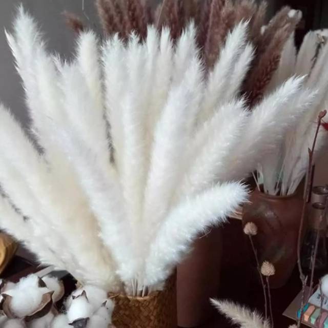 PAMPAS / WHITE PAMPAS / BROWN PAMPAS / PAMPAS KERING