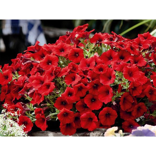 Biji Bunga Petunia Red - Bibit Bunga Petunia Merah - Bunga Petunia Red - Bunga Petunia - COD