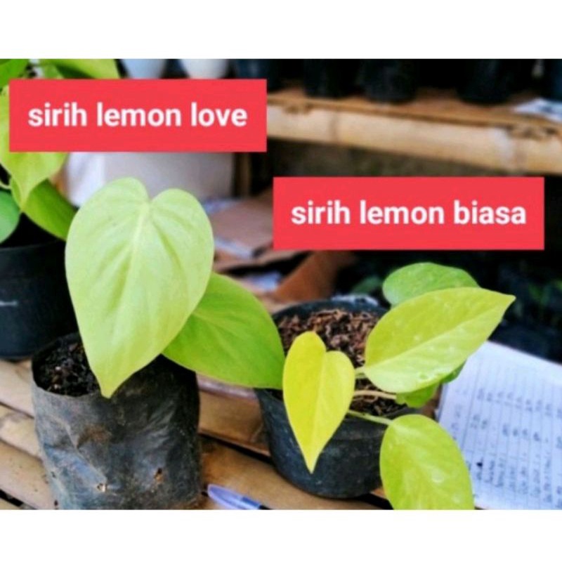 Sirih Lemon Love | Sirih gading lemon | Sirih Lemon Kuning