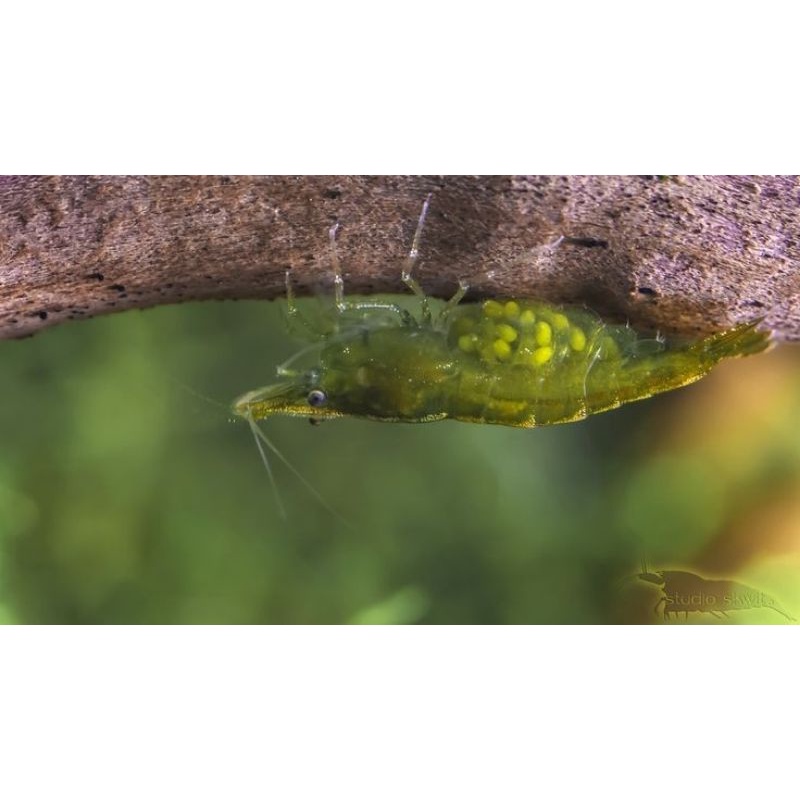 udang hias INDUKAN GREEN JADE