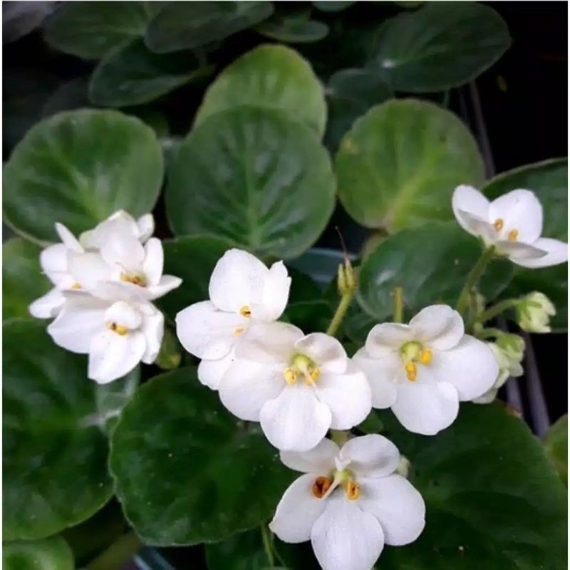 Tanaman Hias Begonia Violces Putih/Bunga Begonia Mawar Putih/Bunga Bertumpuk