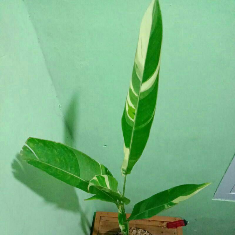 tanaman hias heliconia varigata var putih-heloconia varigata var-pohon heliconia variegata var putih